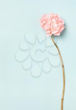 Pink, coral flower on. Place for inscription .Natural minimalistic background