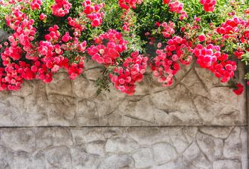 Pink flowers, roses on a stone gray wall, fence