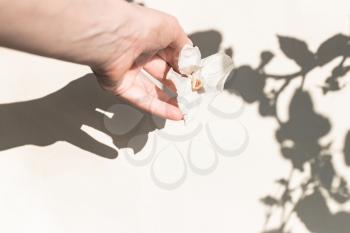 A female hand with a dry white flower and a shadow from the leaves. Floral minimal design. Styling, trend for bloggers