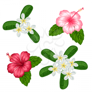Set of tropical flowers hibiscus and plumeria. Objects for decoration holiday invitations, greeting cards, posters.
