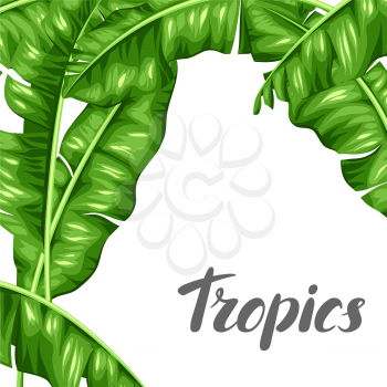 Background with banana leaves. Image of decorative tropical foliage.
