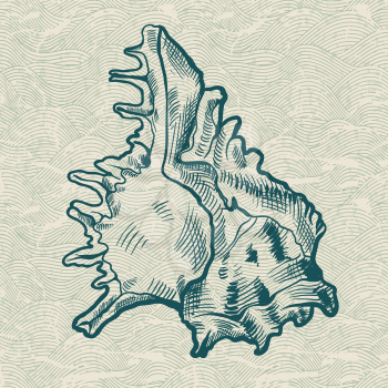 Sea shell. Original hand drawn illustration.