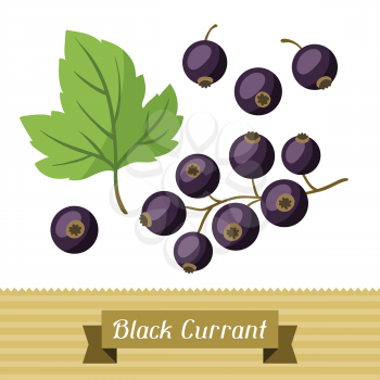 Set of various stylized ripe fresh black currants.