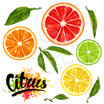 Set with citrus fruits slices. Mix of lemon lime grapefruit and orange.