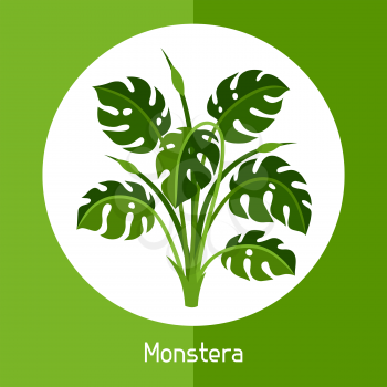 Monstera. Illustration of exotic tropical plant or bush.