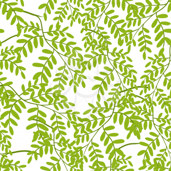 Seamless pattern with acacia leaves. Tropical jungle plants. Woody natural rainforest.