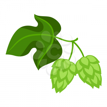 Green hops with leaf. Illustration for Oktoberfest.