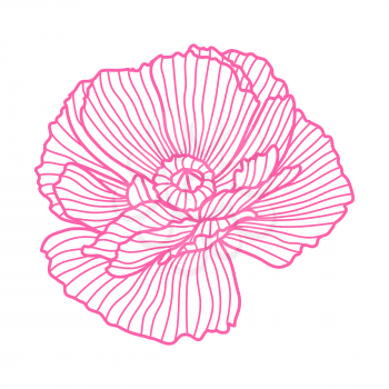 Illustration of poppy. Beautiful decorative stylized summer flower.