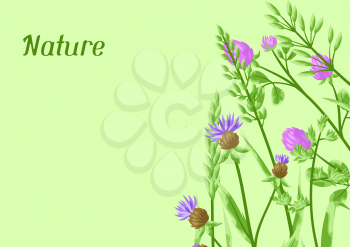 Background with herbs and cereal grass. Floral design of meadow plants.