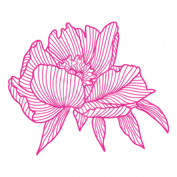 Illustration of linear peony. Beautiful decorative stylized summer flower.