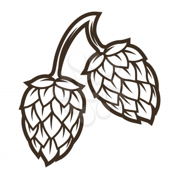 Illustration of hop. Object in engraving hand drawn style. Old decorative element for beer festival or Oktoberfest.