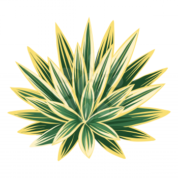 Illustration of stylized agave and tequila. Decorative image of tropical foliage and plant.