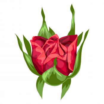 Illustration of beautiful realistic rose. Bud for design and decoration. Hand drawn plant.