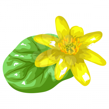 Illustration of stylized yellow buttercup with leaf. Decorative summer plant. Image for decoration.