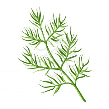 Stylized illustration of dill. Image for design and decoration. Object or icon in hand drawn style.