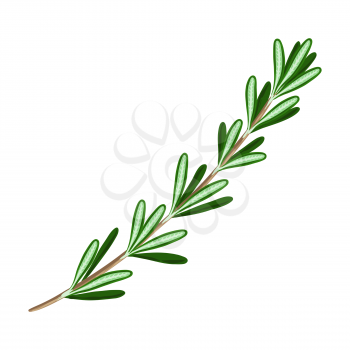 Stylized illustration of rosemary. Image for design and decoration. Object or icon in hand drawn style.