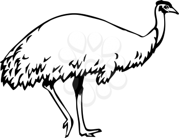 Emu Clipart