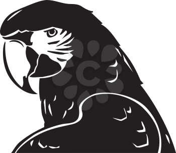 Macaws Clipart