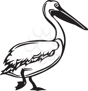 Pelicans Clipart
