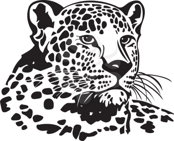 Leopards Clipart