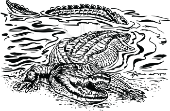 Gators Clipart