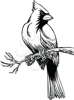 Perched Clipart