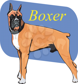 Boxer Clipart