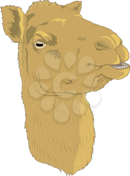 Camels Clipart