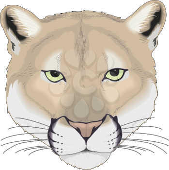 Cougars Clipart