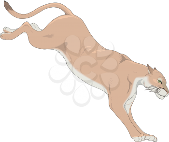 Pumas Clipart