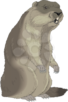 Groundhogs Clipart