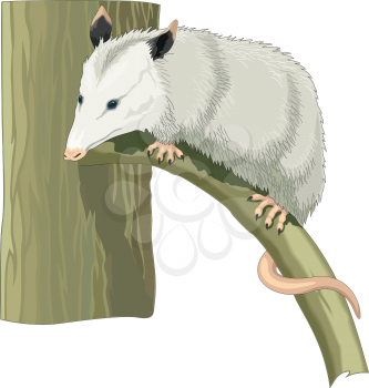 Possums Clipart