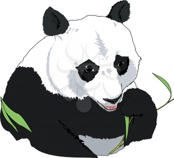 Pandas Clipart