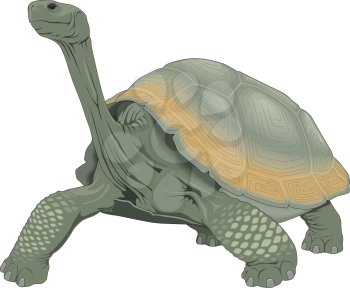 Tortoise Clipart