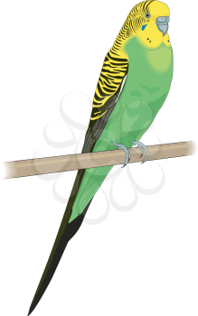 Parakeet Clipart