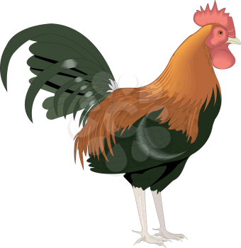Rooster Clipart