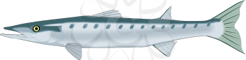 Barracuda Clipart