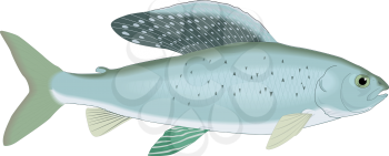 Grayling Clipart