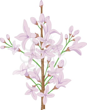 Lilacs Clipart