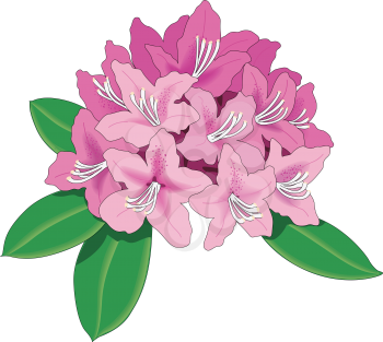 Rhododendron Clipart