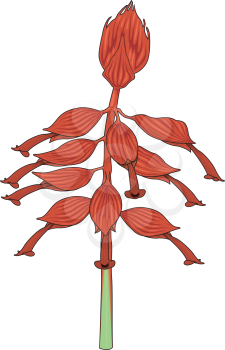 Salvia Clipart
