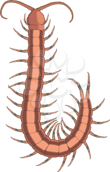 Centipede Clipart