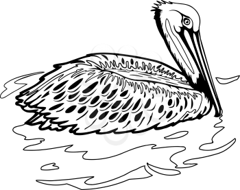 Pelican Clipart