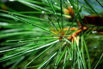 Wet spruce. Element of design.