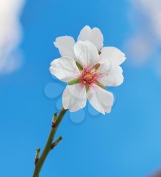 Branch of spring almond. White flower tree. Nature composition.