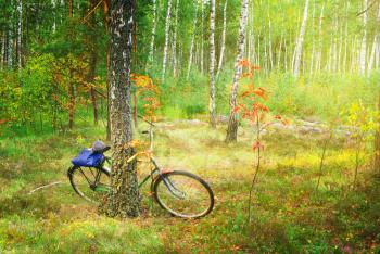Bicycle in spring forest. Beautiful composition.