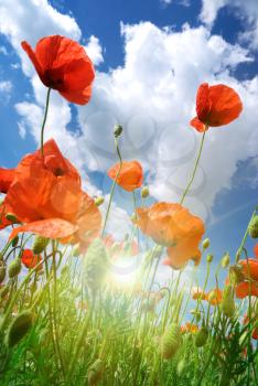 Poppies and sky. Nature composition.