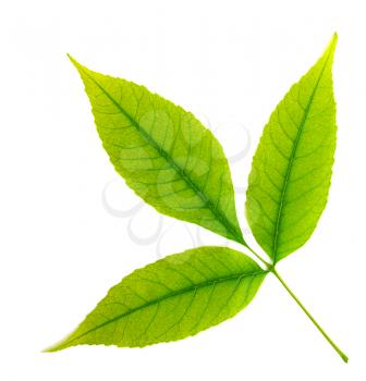 Isolated green leaf of tree. Element of design. 