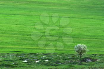 Lonely tree in green meadow. Nature composition.