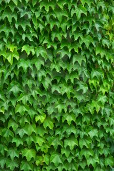 Texture of leafs. Nature composition. Element of design.
